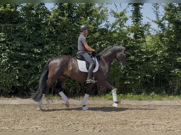 Oldenburg Castrone 7 Anni 174 cm Baio nero in Viersen