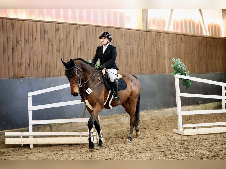 Oldenburg Castrone 7 Anni 175 cm Baio in Schwanstetten