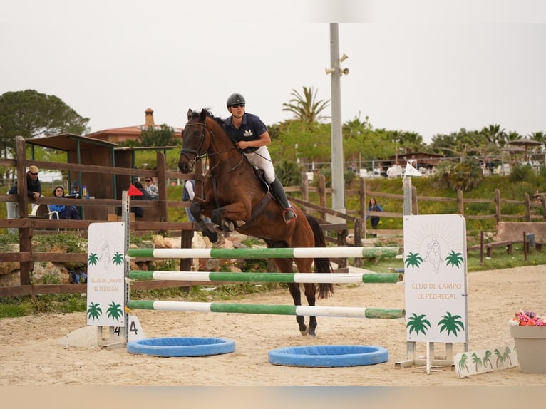 Oldenburg Castrone 7 Anni 175 cm Baio scuro in Xabia/Javea
