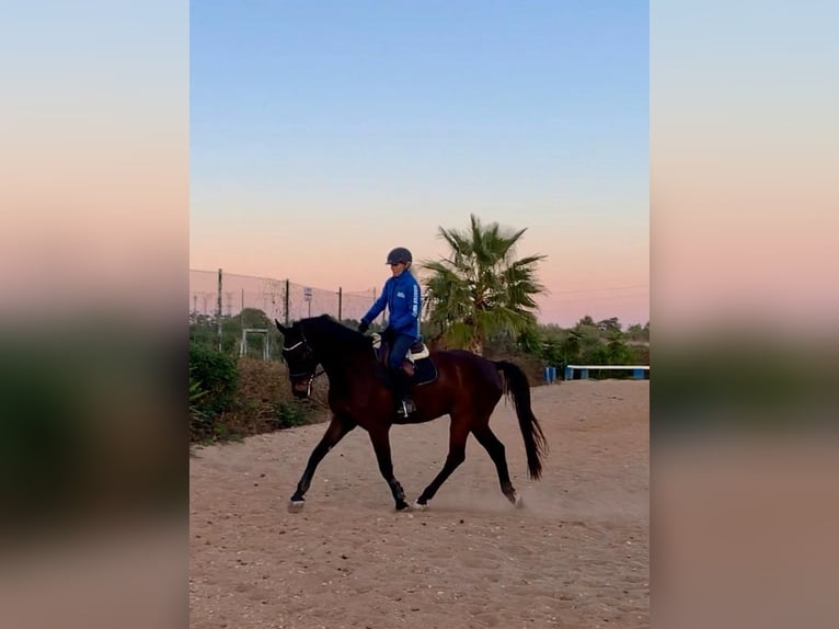 Oldenburg Castrone 7 Anni 175 cm Baio scuro in Xabia/Javea