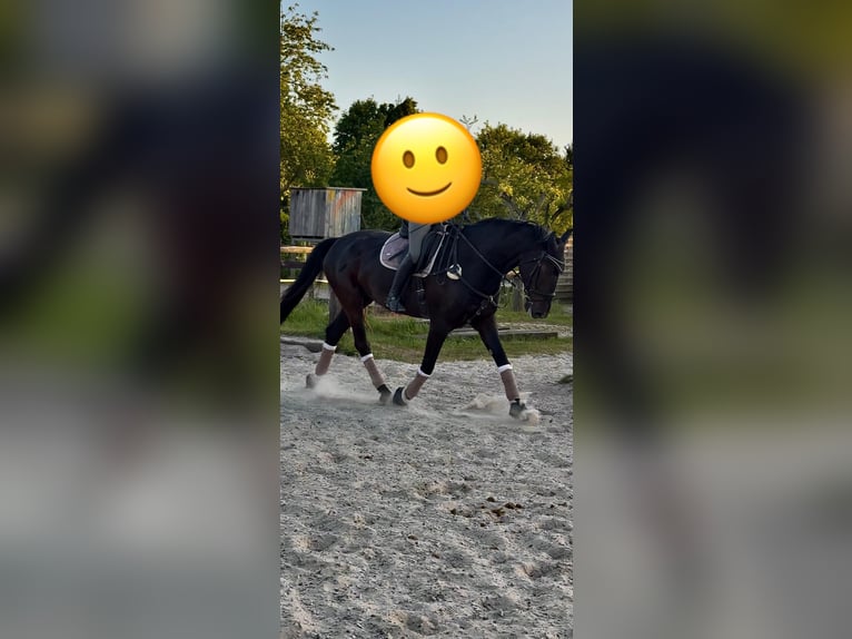 Oldenburg Castrone 7 Anni 176 cm Baio nero in Düsseldorf