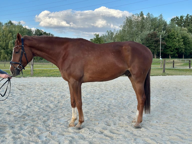 Oldenburg Castrone 7 Anni 176 cm Sauro scuro in Nettetal