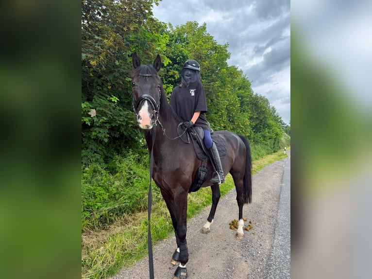Oldenburg Castrone 7 Anni 178 cm Baio scuro in Dortmund