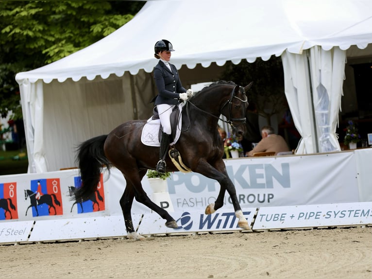 Oldenburg Castrone 7 Anni 179 cm Baio nero in Lohne (Oldenburg)