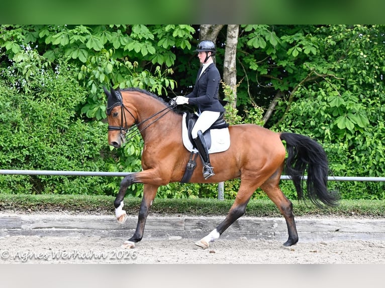 Oldenburg Castrone 7 Anni 184 cm Baio in Neuss