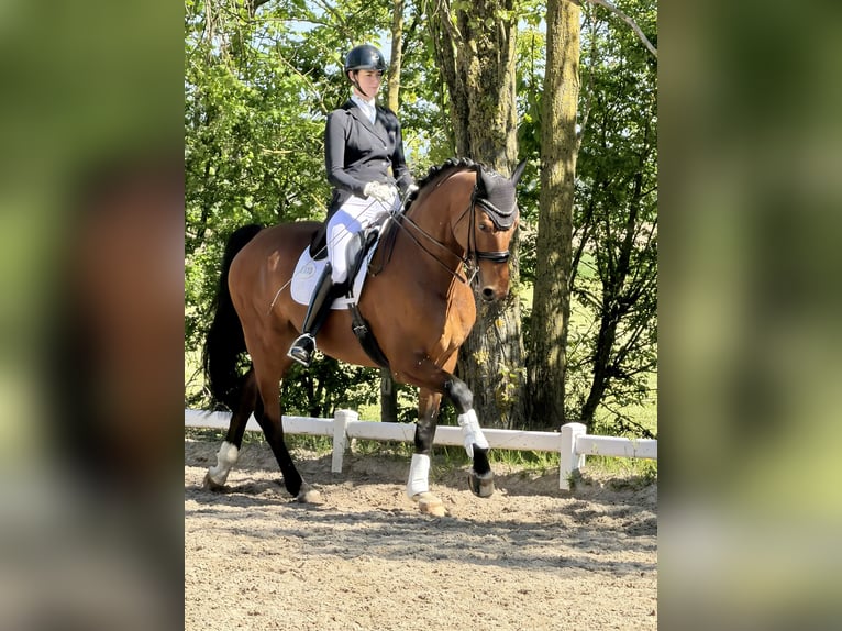 Oldenburg Castrone 7 Anni 184 cm Baio in Neuss