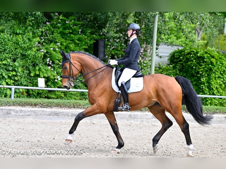 Oldenburg Castrone 7 Anni 184 cm Baio in Neuss