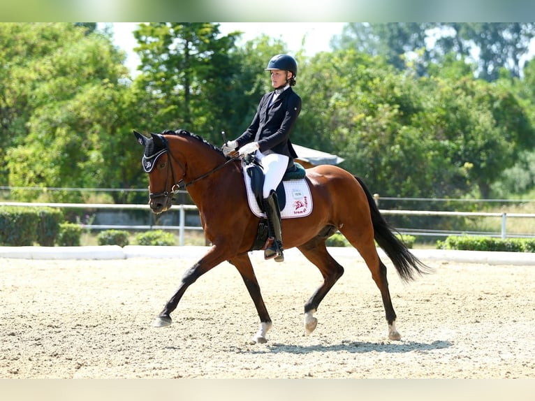 Oldenburg Castrone 7 Anni Baio in Ebreichsdorf