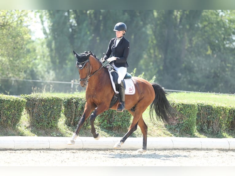 Oldenburg Castrone 7 Anni Baio in Ebreichsdorf