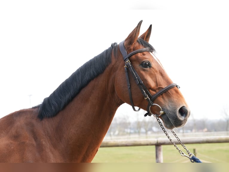 Oldenburg Castrone 7 Anni Baio in Z&#xFC;lpich
