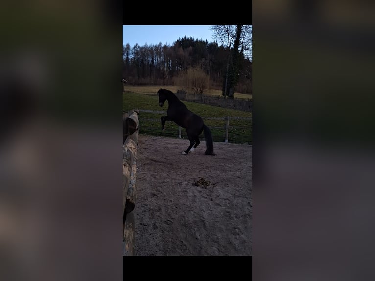 Oldenburg Castrone 8 Anni 165 cm Baio nero in Löwenstein