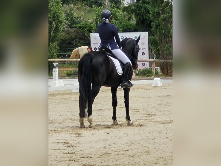 Oldenburg Castrone 8 Anni 165 cm Morello in Sant Marti Vell