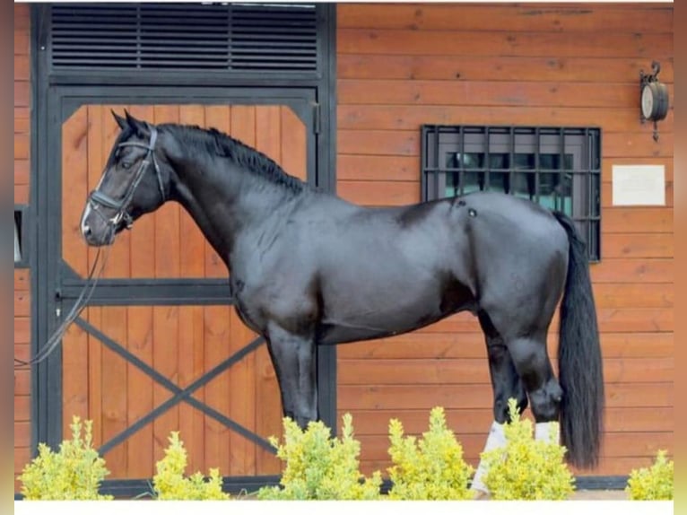 Oldenburg Castrone 8 Anni 165 cm Morello in Sant Marti Vell