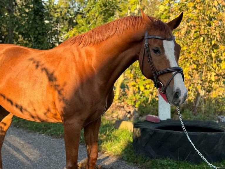 Oldenburg Castrone 8 Anni 165 cm Sauro in Noordwijkerhout