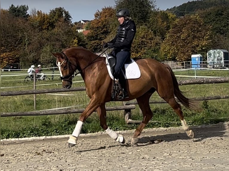 Oldenburg Castrone 8 Anni 166 cm Sauro in Lichtenfels
