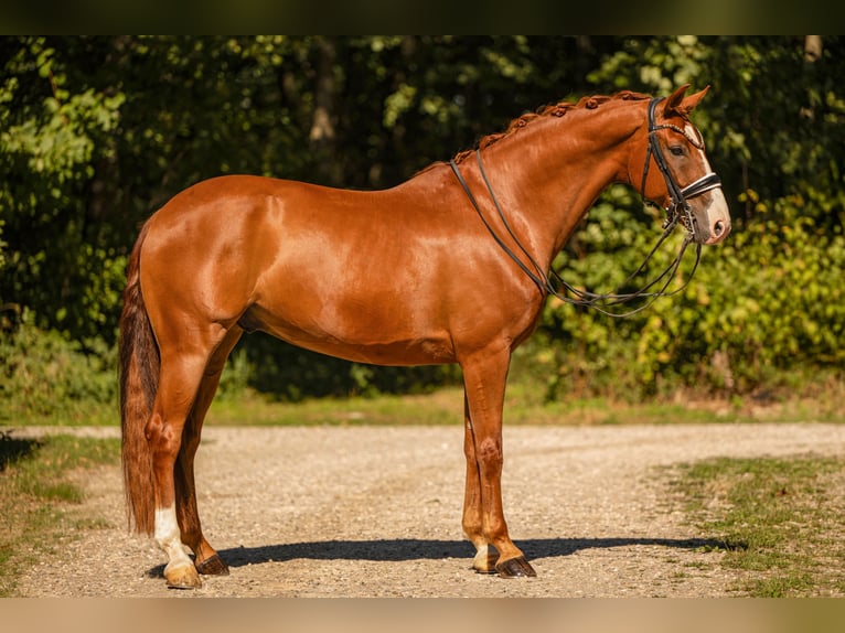 Oldenburg Castrone 8 Anni 167 cm Sauro in Wehringen