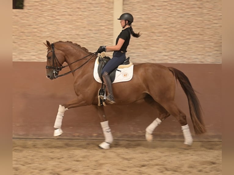 Oldenburg Castrone 8 Anni 167 cm Sauro in Wehringen