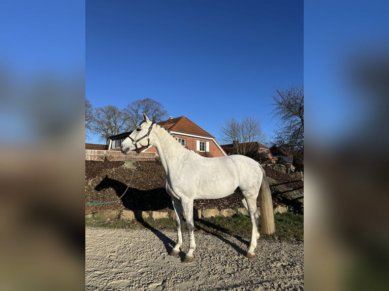 Oldenburg Castrone 8 Anni 168 cm Grigio pezzato in Wunstorf