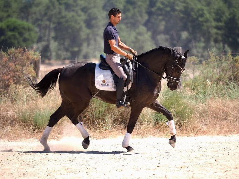 Oldenburg Castrone 8 Anni 168 cm Morello in Navas del madroño