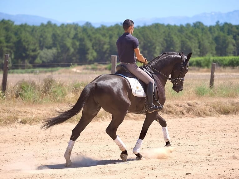 Oldenburg Castrone 8 Anni 168 cm Morello in Navas del madroño