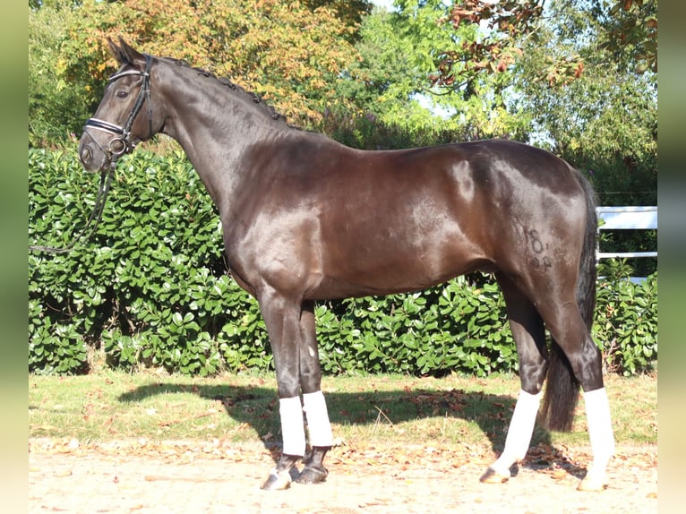 Oldenburg Castrone 8 Anni 168 cm Morello in Selsingen