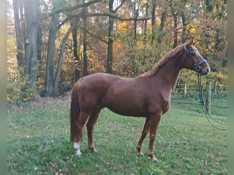 Oldenburg Castrone 8 Anni 168 cm Sauro in Kirchdorf