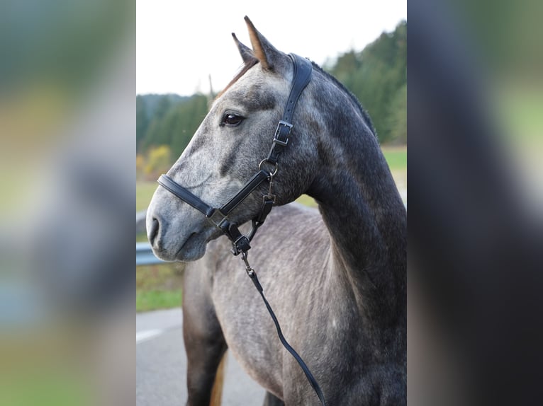 Oldenburg Castrone 8 Anni 170 cm Grigio ferro in Breitenbrunn Oldenburg Castrone 8 Anni 170 cm Grigio ferro in Breitenbrunn