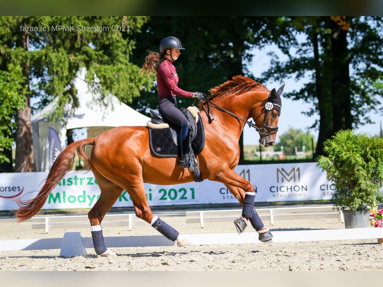 Oldenburg Castrone 8 Anni 170 cm Sauro in WroninZakrzów