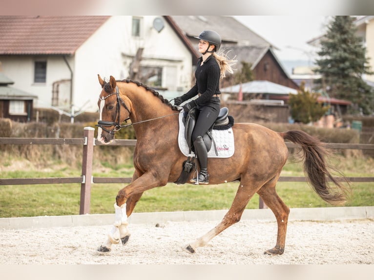 Oldenburg Castrone 8 Anni 170 cm Sauro scuro in Kümmersbruck