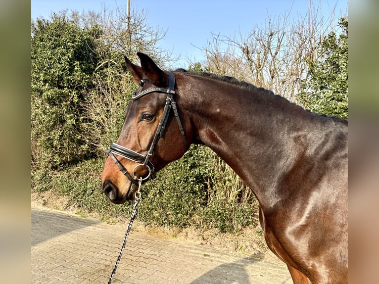 Oldenburg Castrone 8 Anni 171 cm Baio in Nordhorn