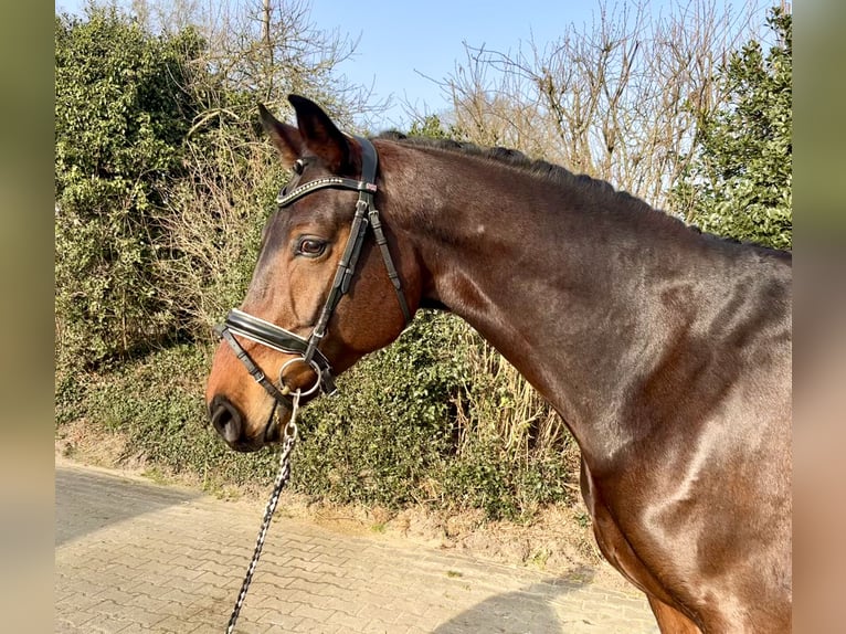 Oldenburg Castrone 8 Anni 171 cm Baio in Nordhorn