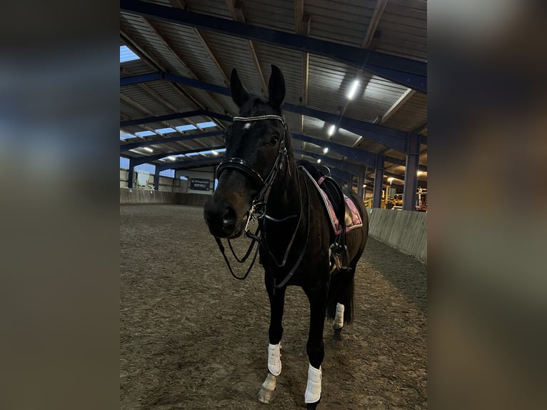 Oldenburg Castrone 8 Anni 171 cm  in Dornum