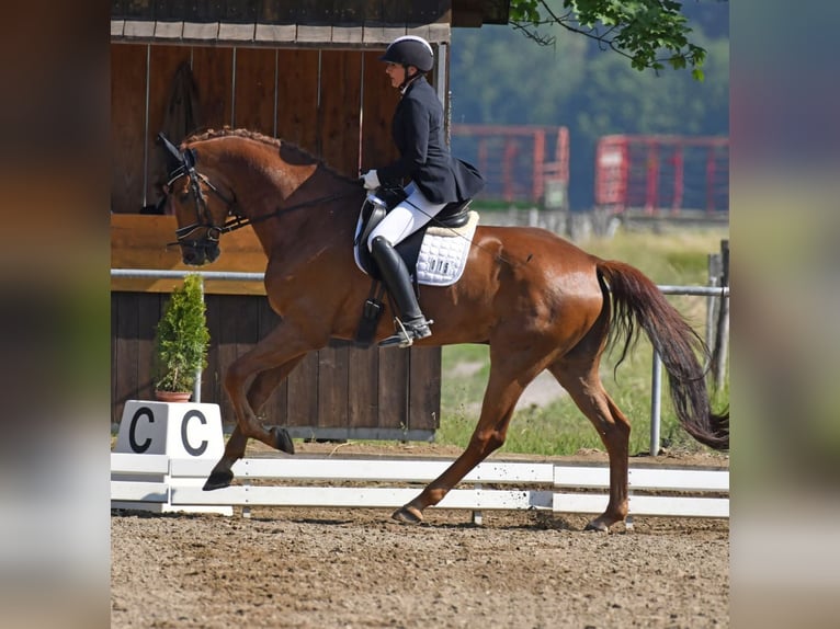 Oldenburg Castrone 8 Anni 171 cm Sauro in Garching bei München