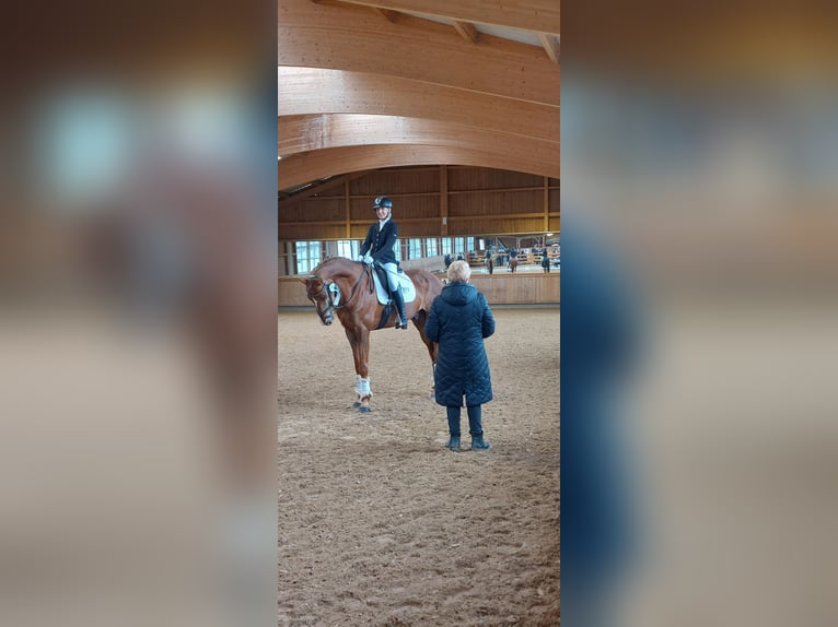 Oldenburg Castrone 8 Anni 171 cm Sauro in Garching bei München