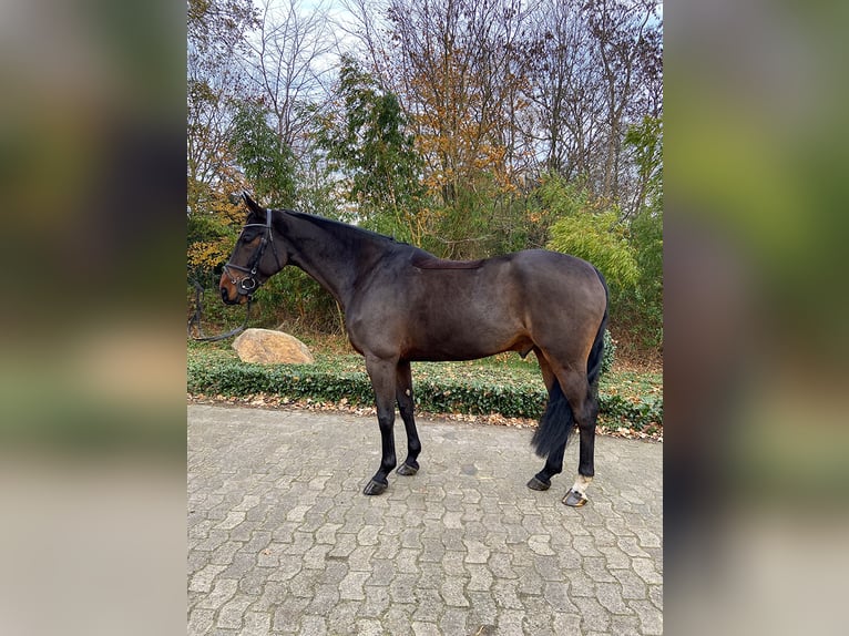 Oldenburg Castrone 8 Anni 172 cm Baio scuro in Löningen