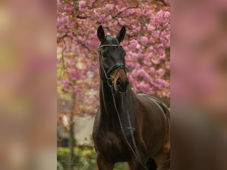 Oldenburg Castrone 8 Anni 174 cm Baio scuro in Loxstedt