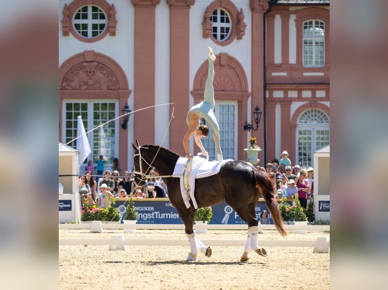 Oldenburg Castrone 8 Anni 174 cm Morello in Berne