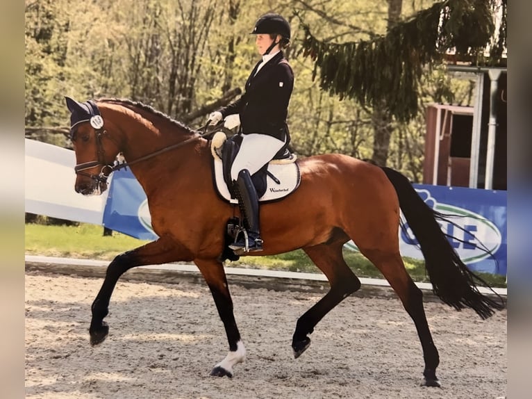 Oldenburg Castrone 8 Anni 175 cm Baio scuro in Ibbenbüren