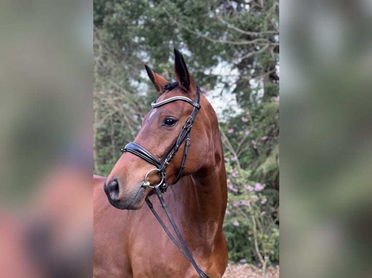 Oldenburg Castrone 8 Anni 175 cm Baio scuro in Ibbenbüren