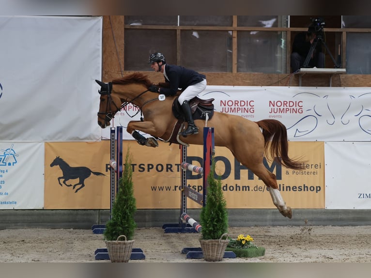 Oldenburg Castrone 8 Anni 175 cm Sauro in Schulendorf