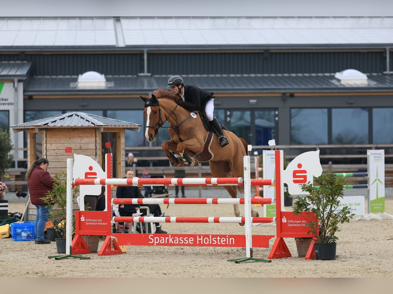 Oldenburg Castrone 8 Anni 175 cm Sauro in Schulendorf