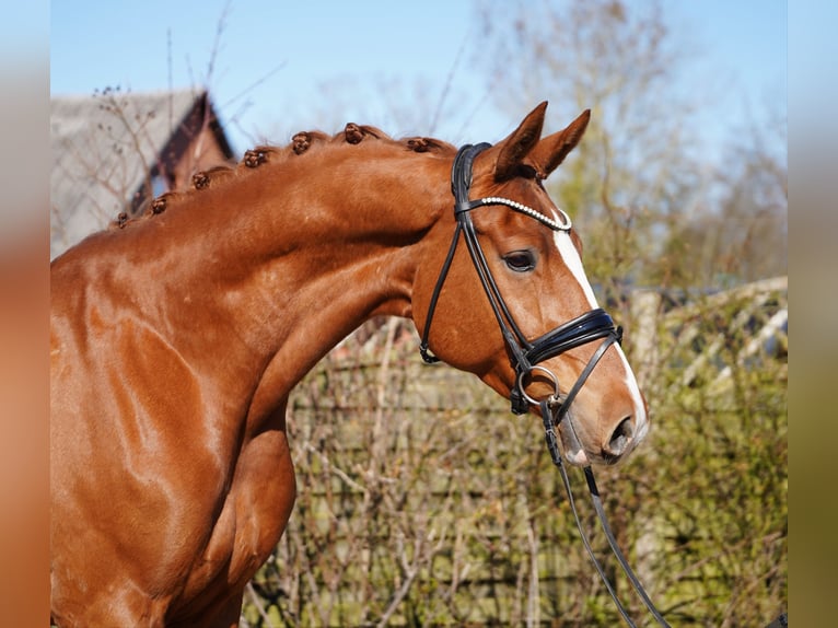 Oldenburg Castrone 8 Anni 177 cm Sauro in Hohenfelde