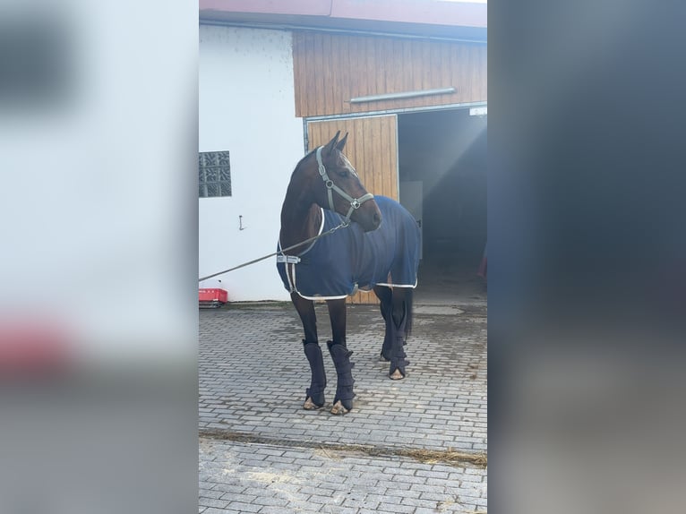 Oldenburg Castrone 8 Anni 178 cm Baio scuro in Worms