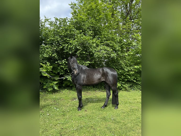 Oldenburg Castrone 8 Anni 180 cm Morello in Hanau