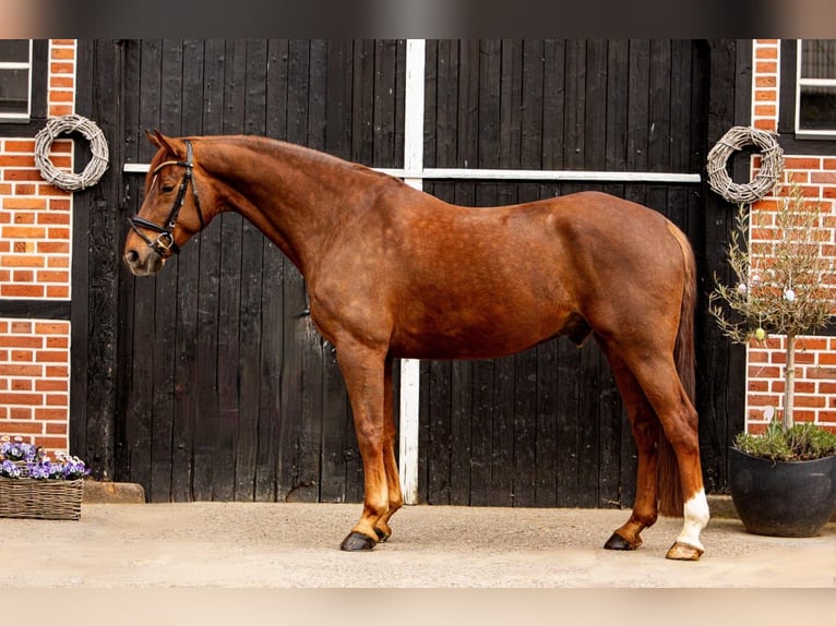 Oldenburg Castrone 8 Anni 180 cm Sauro scuro in Coesfeld