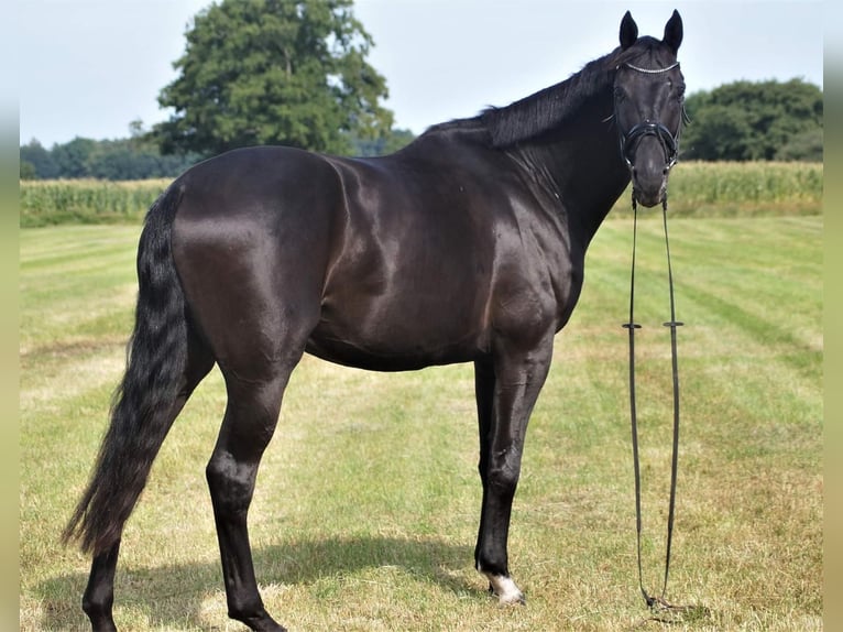 Oldenburg Castrone 8 Anni 183 cm Baio nero in Westerstede