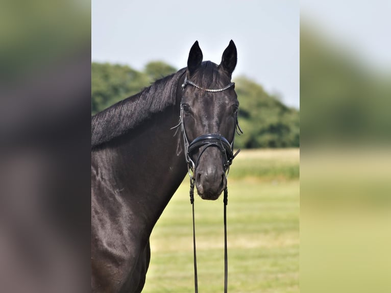 Oldenburg Castrone 8 Anni 183 cm Baio nero in Westerstede