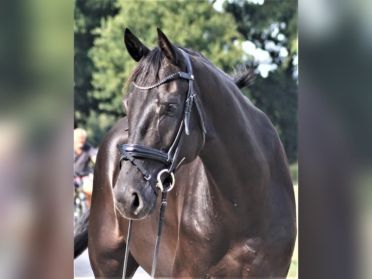 Oldenburg Castrone 8 Anni 183 cm Baio nero in Westerstede