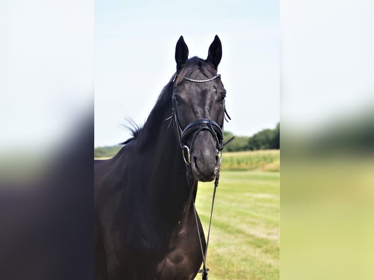 Oldenburg Castrone 8 Anni 183 cm Baio nero in Westerstede