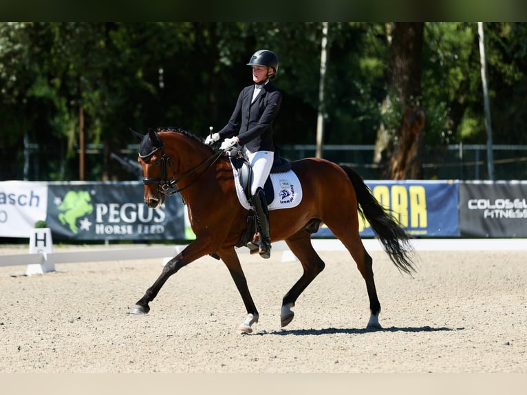 Oldenburg Castrone 9 Anni 160 cm Baio in Ebreichsdorf